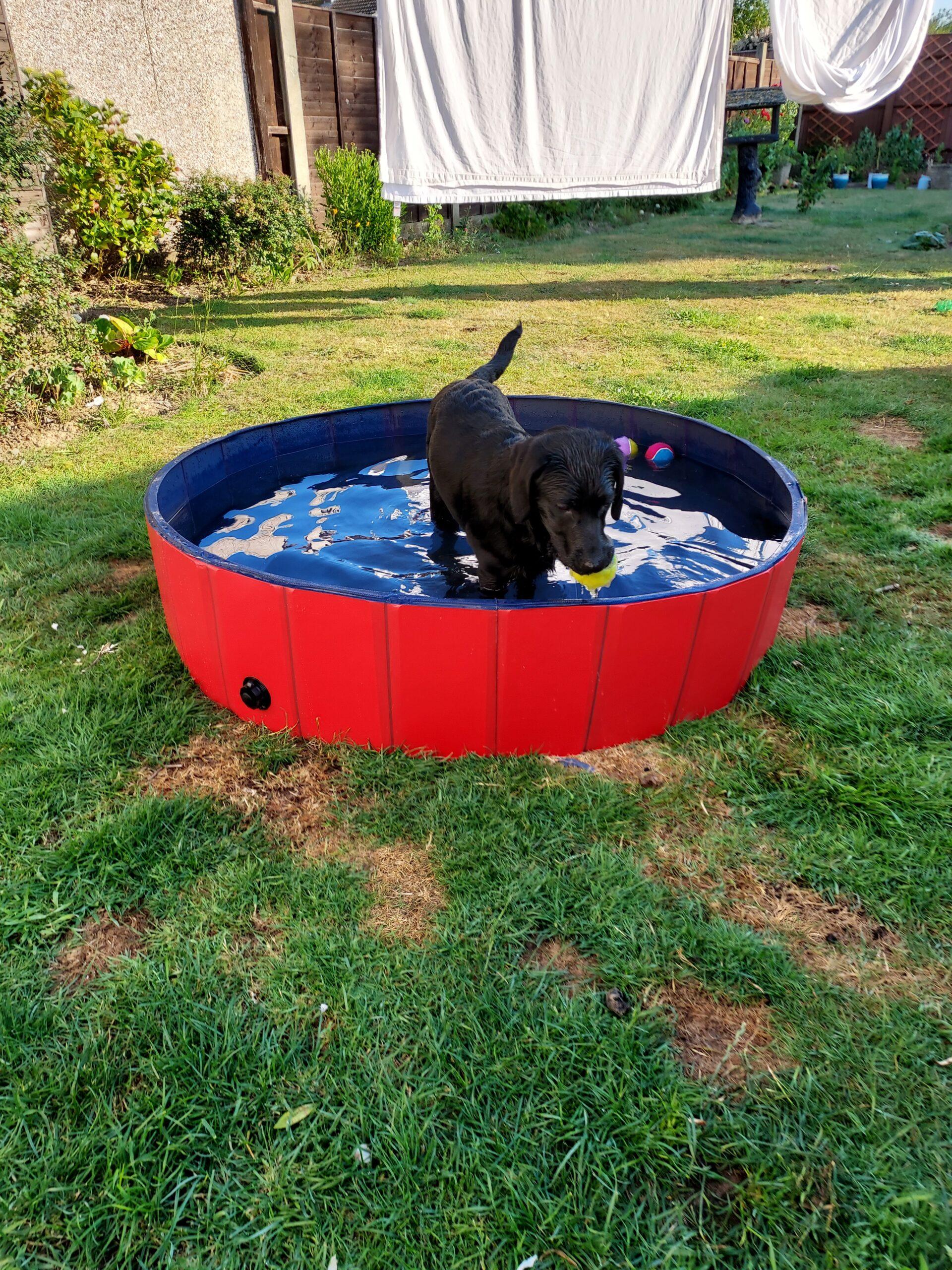 I chewed the little pool (no room to swing a cat) and have an upgrade (but where are the cats ?)