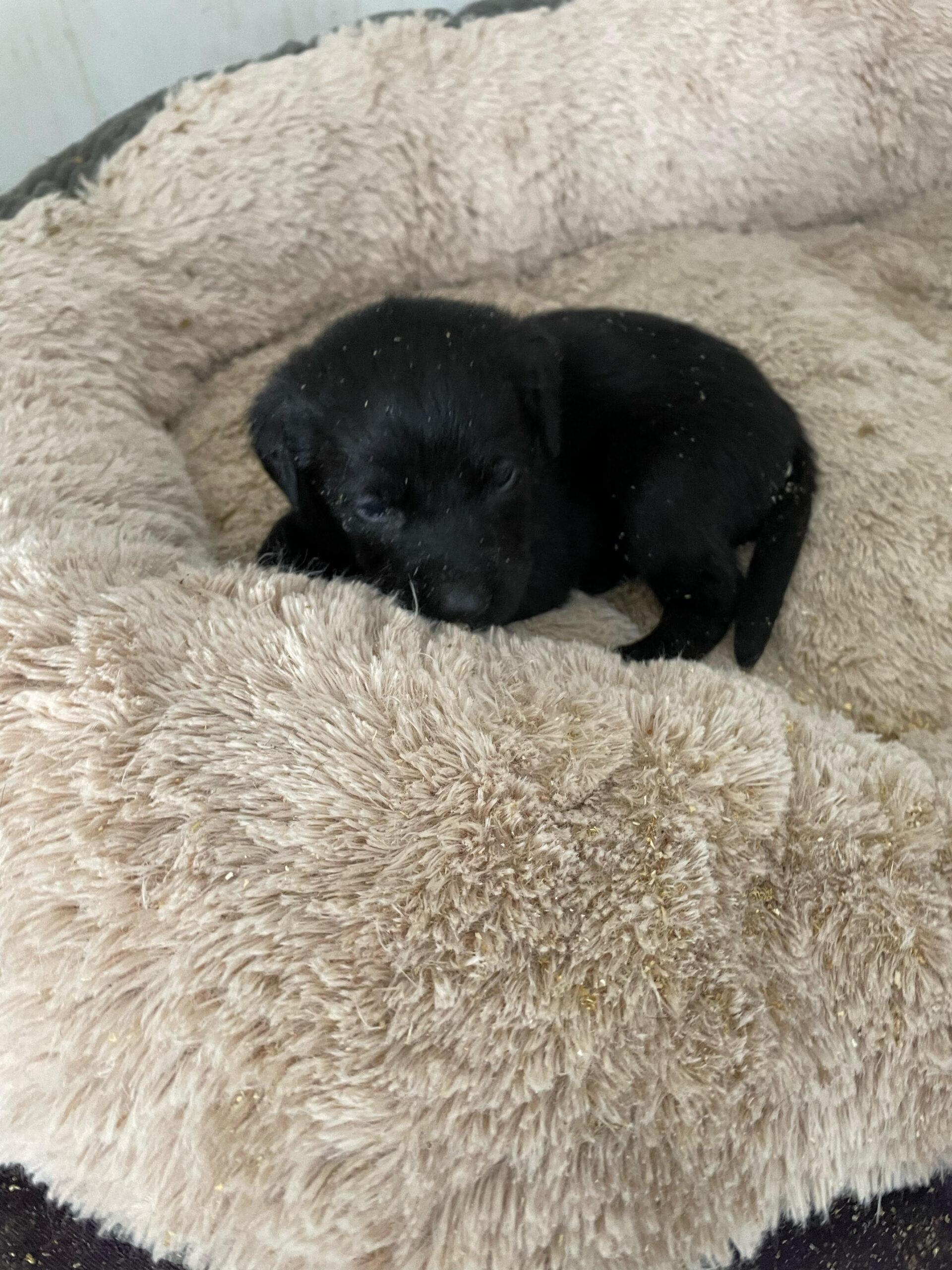 Athena Black Labrador Retriever